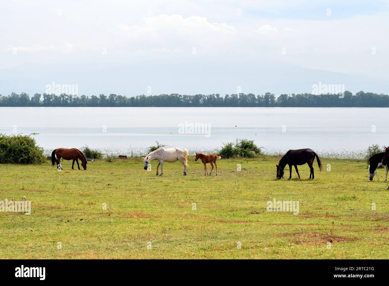 Grecia, gruppo di cavalli al pascolo liberi con puledri sulla riva del Kerkini lakei nella Macedonia centrale, un lago artificiale e una riserva naturale Foto Stock