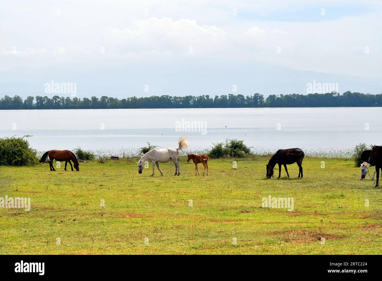 Grecia, gruppo di cavalli al pascolo liberi con puledri sulla riva del Kerkini lakei nella Macedonia centrale, un lago artificiale e una riserva naturale Foto Stock