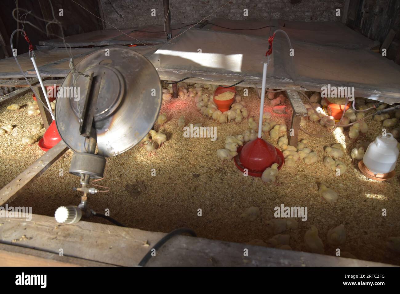 Criadero de pollos in Argentina Foto Stock