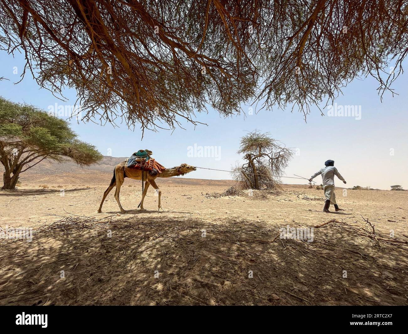 Mauritania, regione di Adrar, dintorni di El Beyedh, camel driver Foto Stock