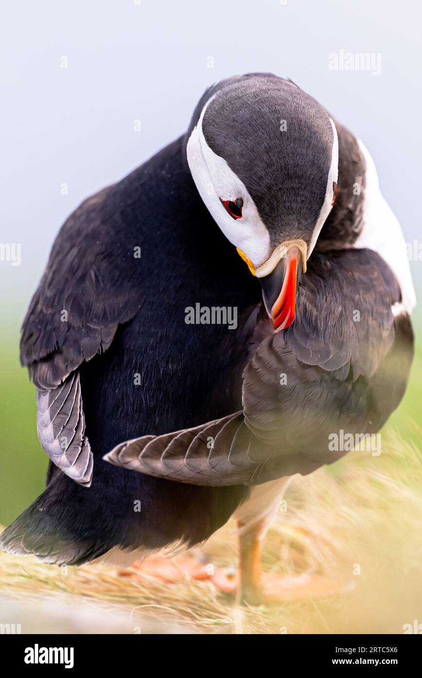 Ritratto di un Puffin, testa in piumaggio, Puffin, Fratercula arctica, Runde Bird Island, oceano Atlantico, Moere e Romsdal, Norvegia Foto Stock