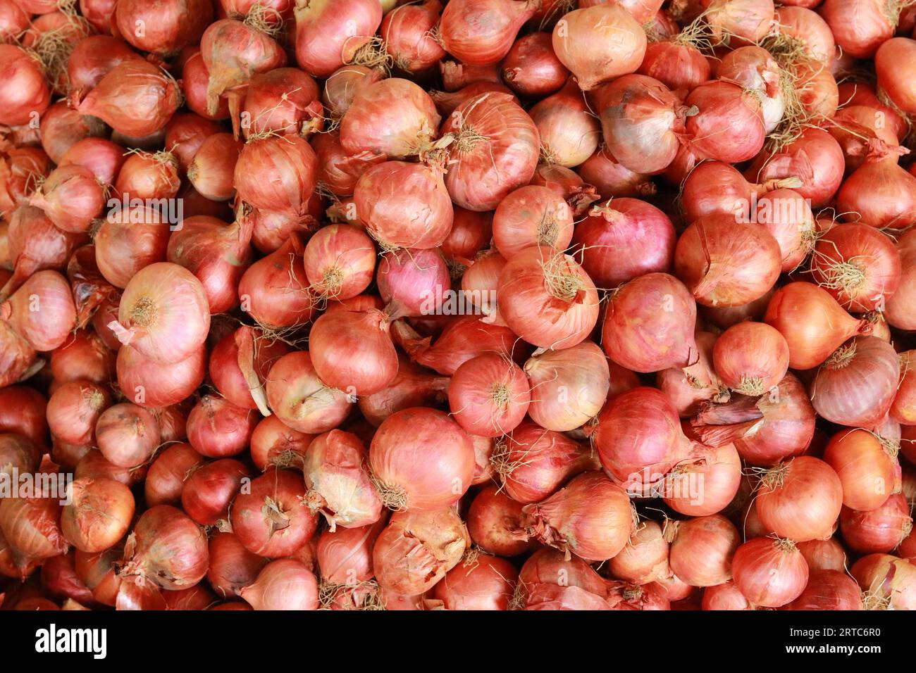 Cipolle rosse intere fresche, fondo di cipolle fresche. Cipolle mature. Cipolle fresche sul mercato Foto Stock