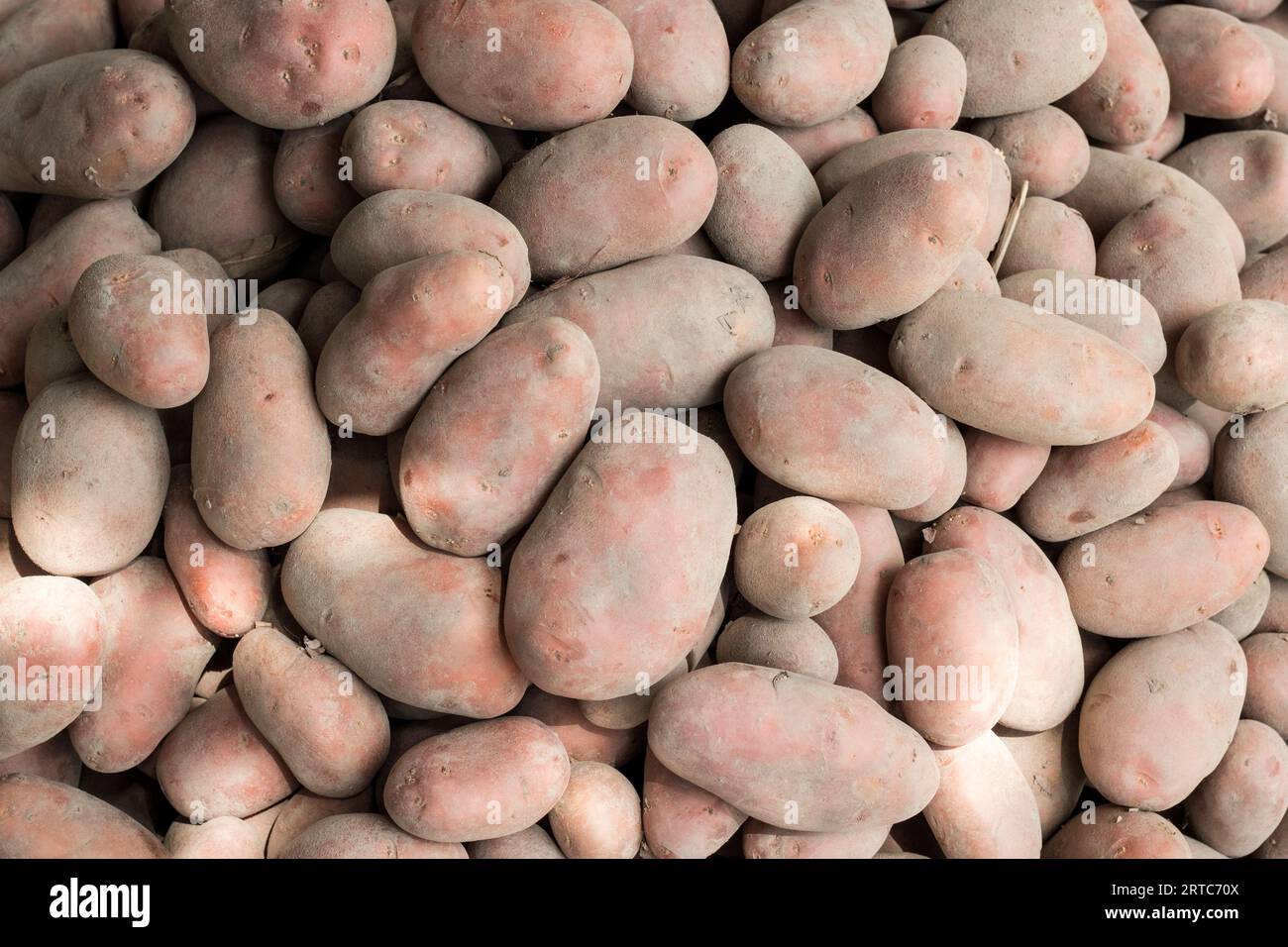 Background di patate, background di patate fresche sul mercato, background di patate fresche biologiche Foto Stock