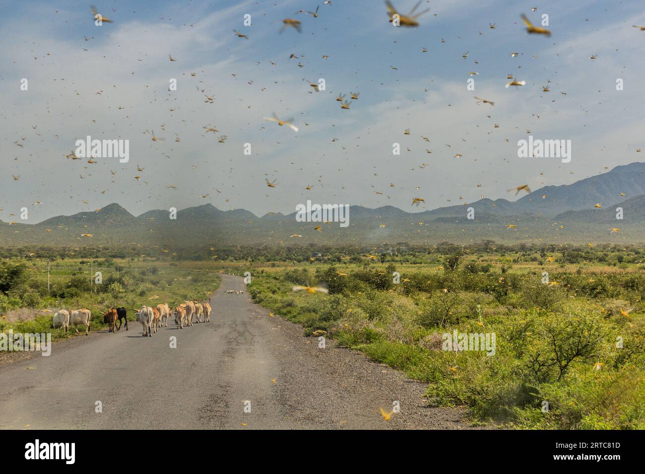 Sciami di locuste nella valle di Omo, Etiopia Foto Stock