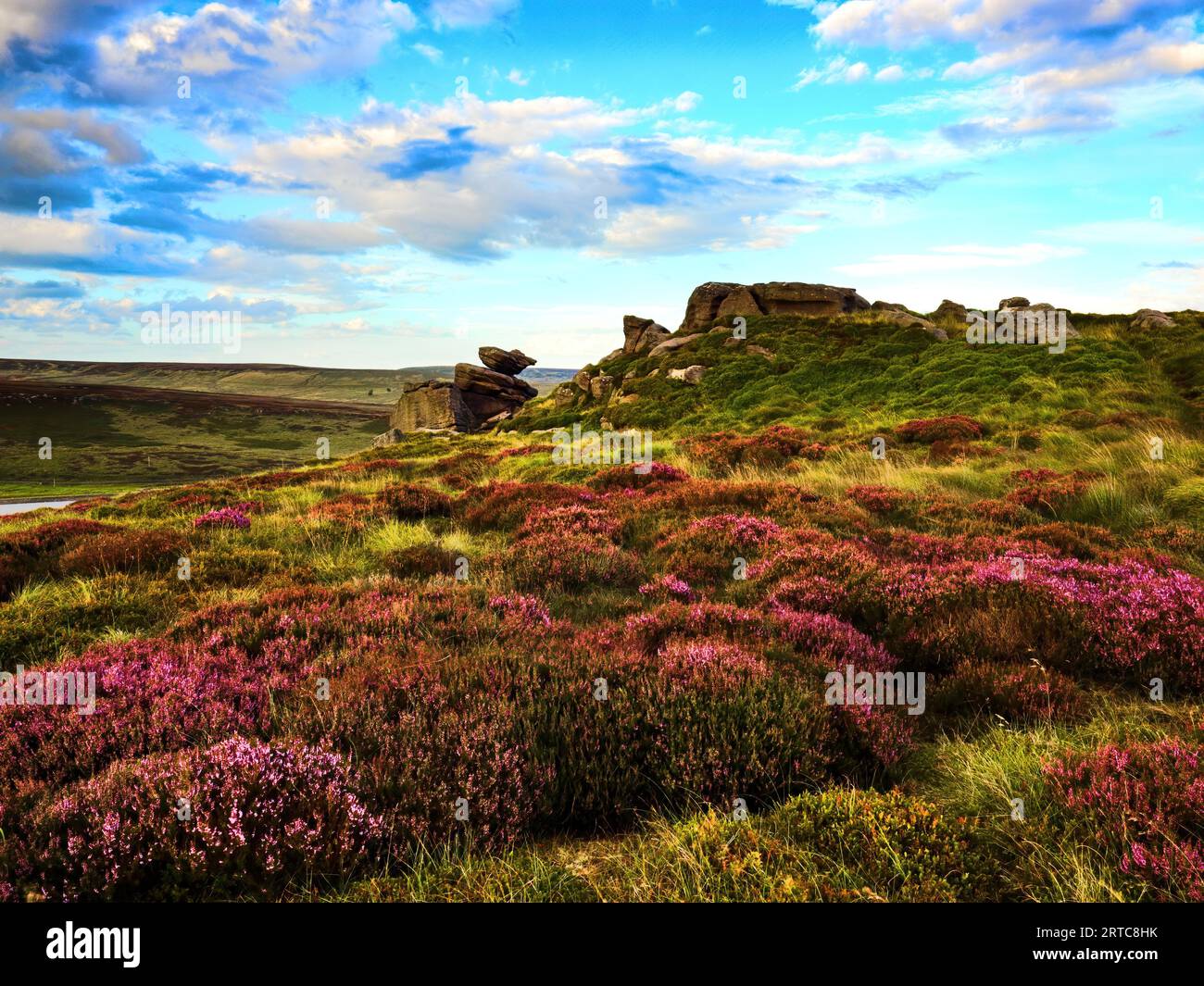 Widdop Moor e heather è in fiore Foto Stock