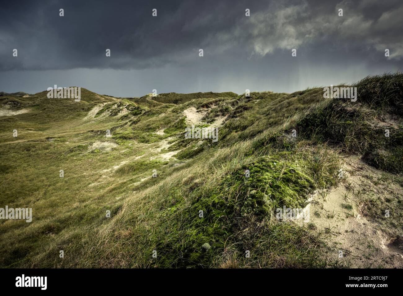 Paesaggio di dune a Norderney, Isole Frisone Orientali, bassa Sassonia, Germania, Europa Foto Stock