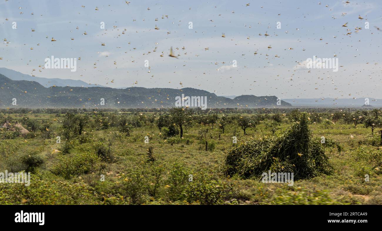 Enorme sciame di locuste nella valle di Omo, in Etiopia Foto Stock