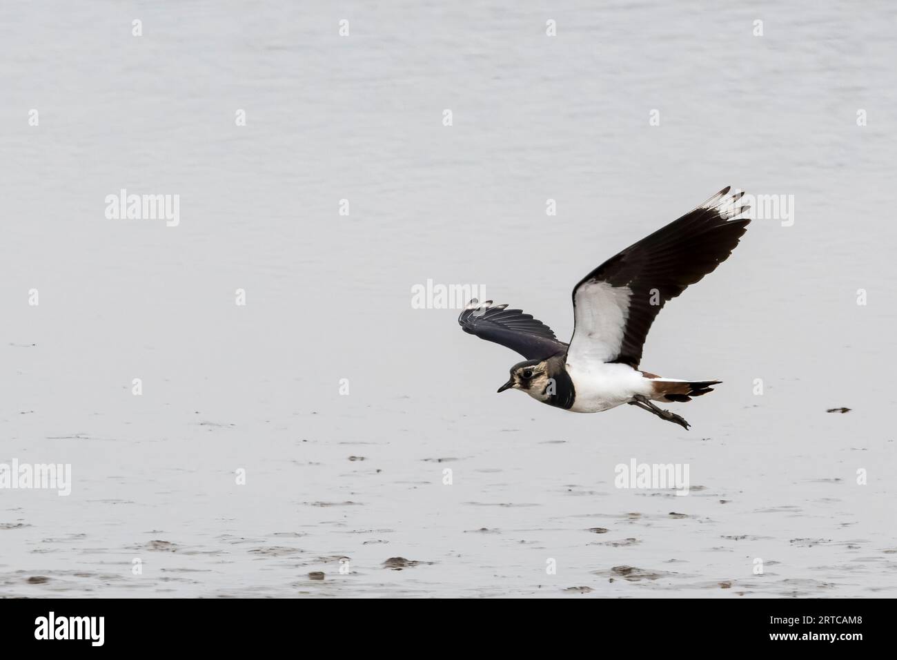 Lapwing, Vanellus vanellus. In volo alla riserva RSPB di Titchwell Marsh, Norfolk. Foto Stock
