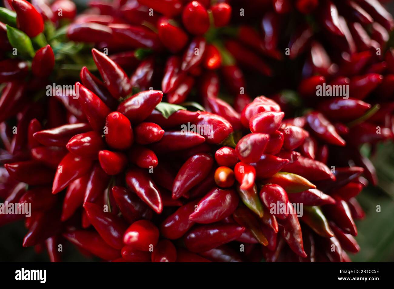 Firenze, Italia, Peporoncino in un mercato italiano Foto Stock