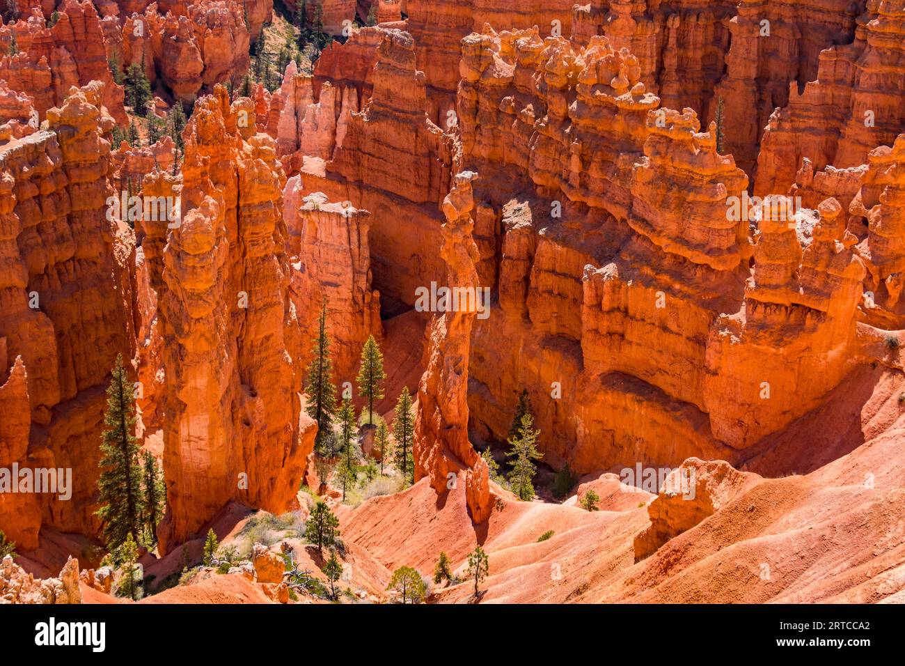 Ammira dal Rim Trail nel Bryce Canyon gli hoodoos e gli alberi prominenti del Navajo Loop, Utah, Stati Uniti occidentali Foto Stock
