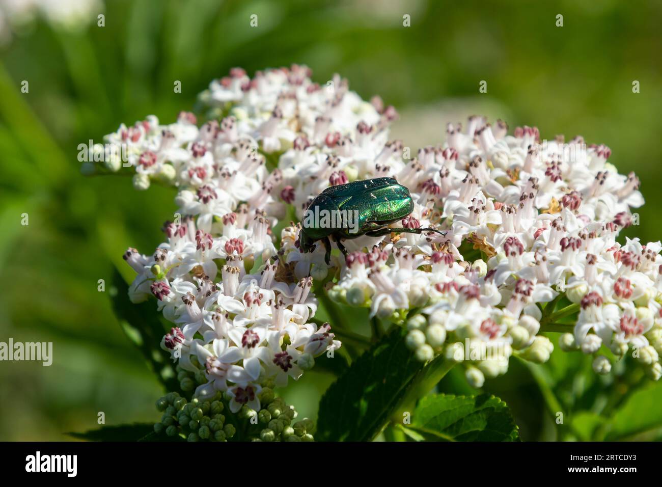 Rosa verde chafer Cetonia aurata su fiori di anewort Sambucus ebulus. Immagine con messa a fuoco locale. Foto Stock