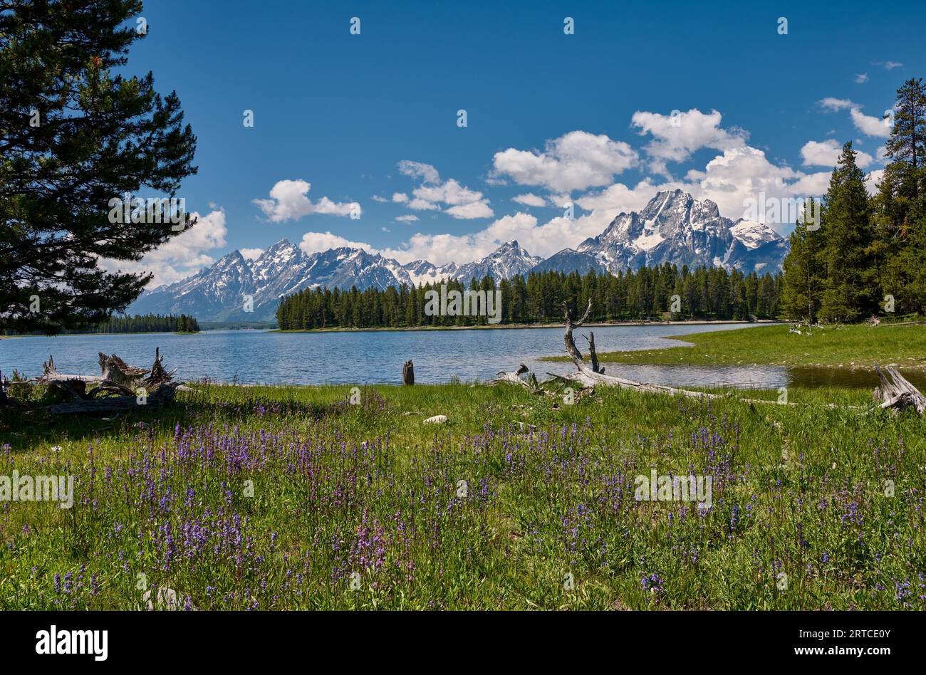 Fiori primaverili con Grand Teton Range, Grand Teton National Park, Wyoming, Stati Uniti d'America Foto Stock