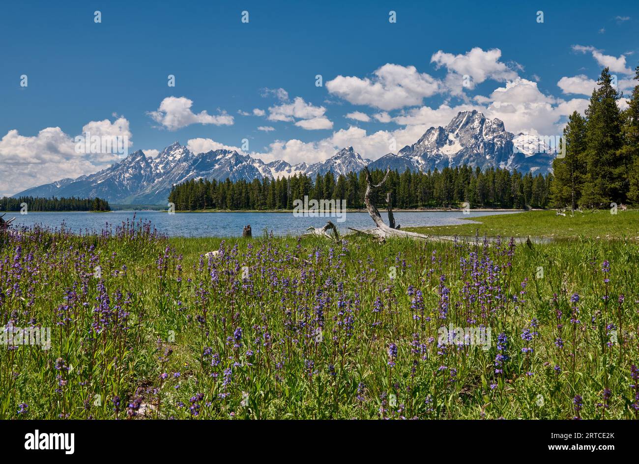 Fiori primaverili con Grand Teton Range, Grand Teton National Park, Wyoming, Stati Uniti d'America Foto Stock