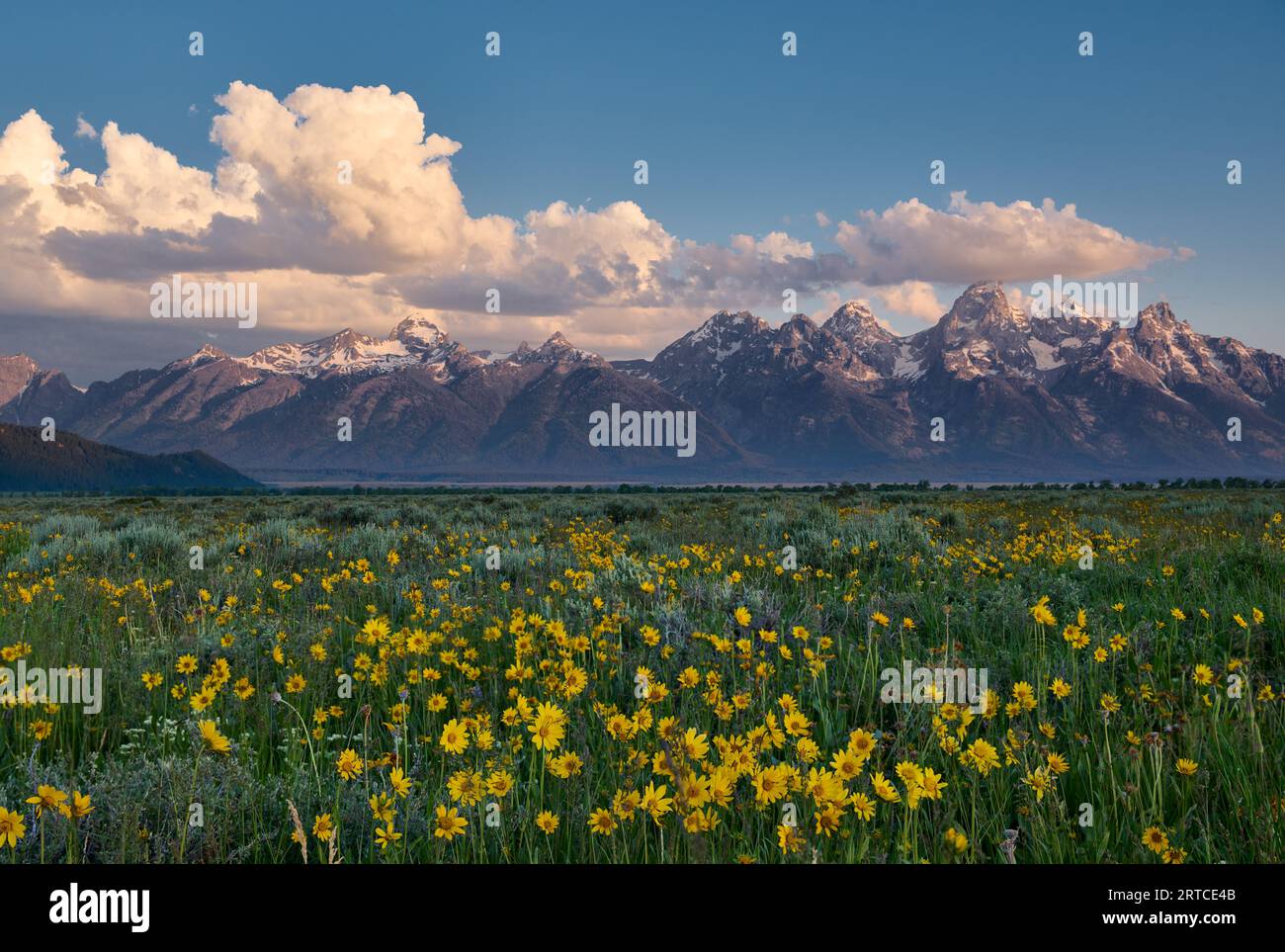 Fiori primaverili con Grand Teton Range, Grand Teton National Park, Wyoming, Stati Uniti d'America Foto Stock