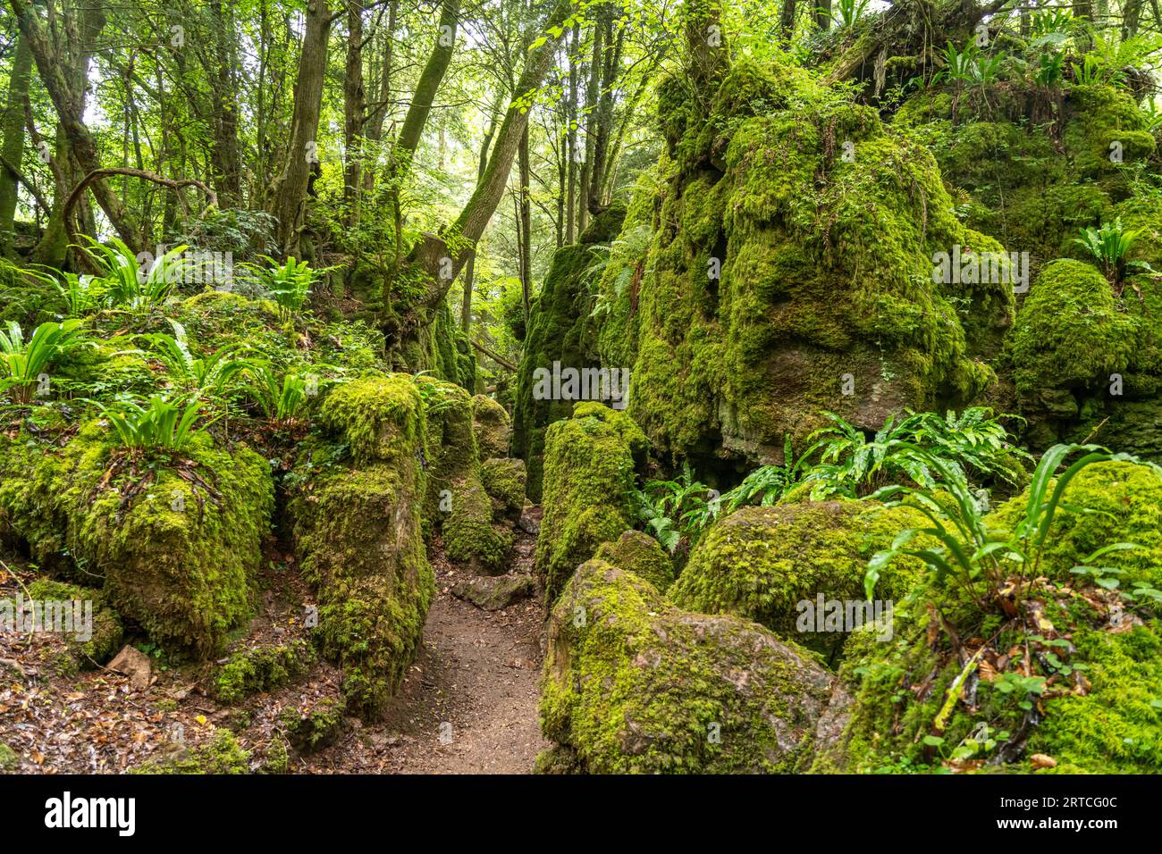Forest of Dean Woodland, Gloucestershire, Inghilterra, Regno Unito, Europa Foto Stock