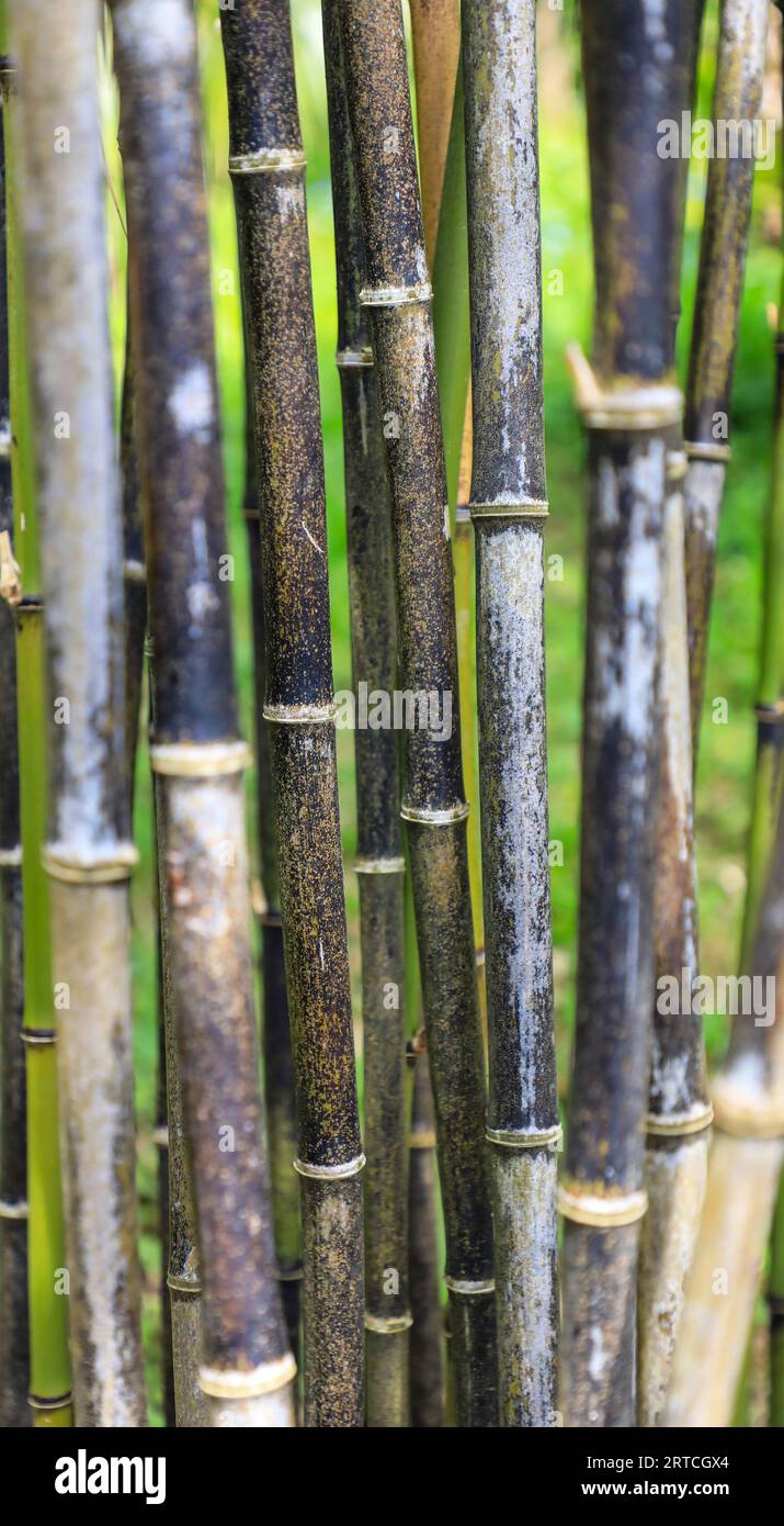 Un primo piano di canne di bambù Foto Stock