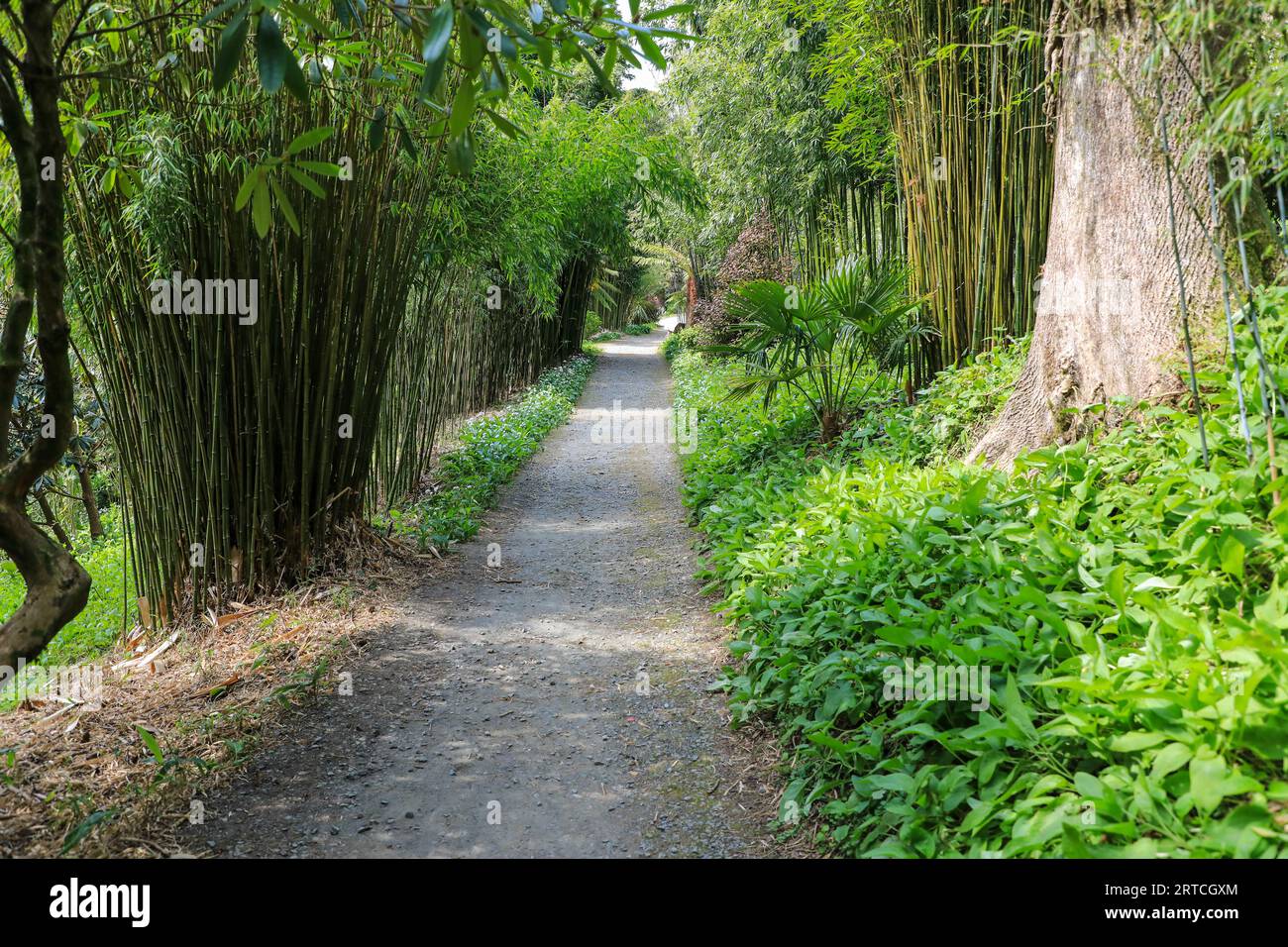 Un percorso in bambù nel Jungle Garden presso i Lost Gardens di Heligan, Pentewan, St.Austell, Cornovaglia, Inghilterra, REGNO UNITO Foto Stock