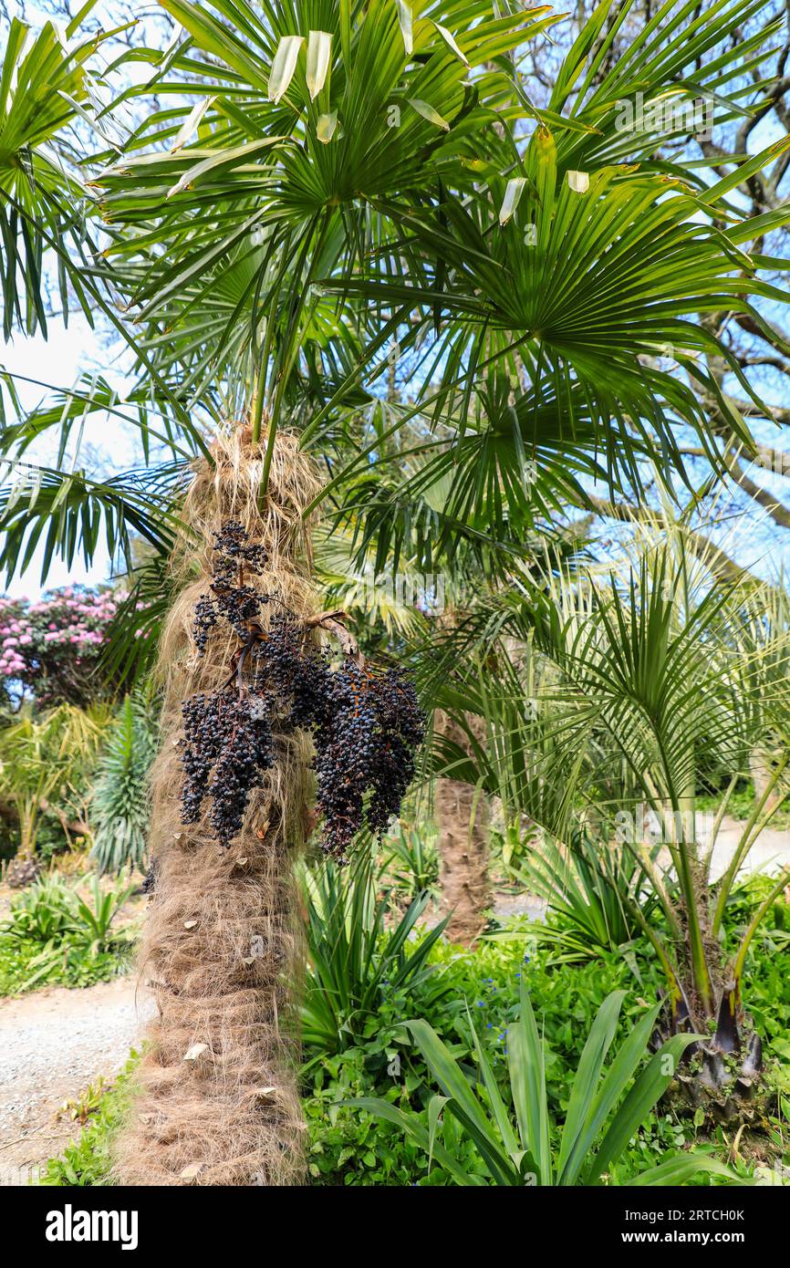 I frutti neri della Phoenix dactylifera, comunemente nota come palma da dattero, che crescono nel sud-ovest dell'Inghilterra, Regno Unito Foto Stock