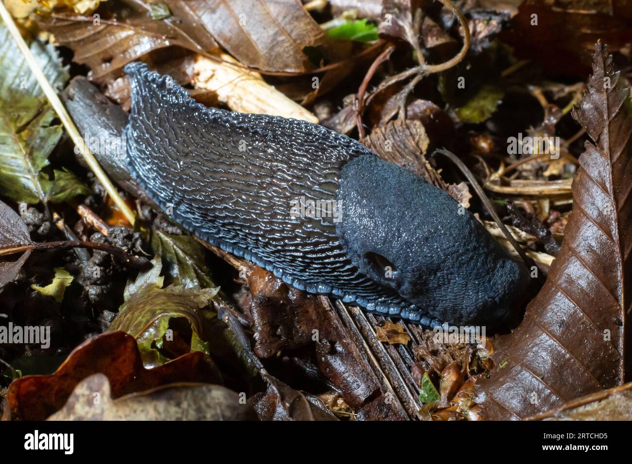 Black Slug - Arion vulgaris - nel suo ambiente naturale. Foto Stock
