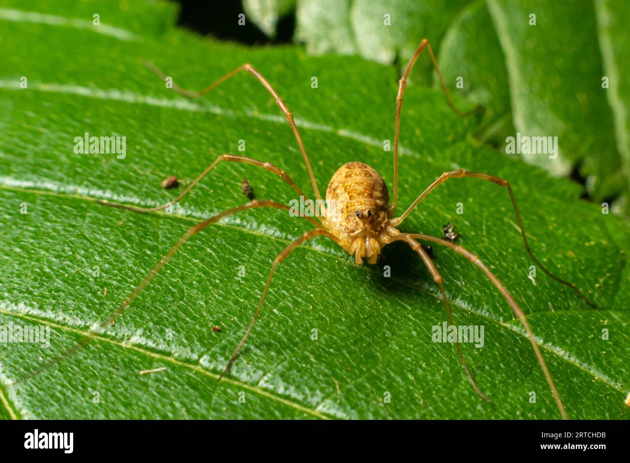 Spider Opiliones su una foglia in dettaglio. giornata estiva nel bosco. Foto Stock