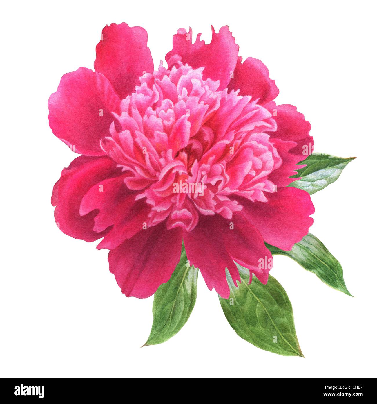 fiori estivi acquerelli - peonie colorate in stile botanico. Perfetto per biglietti d'auguri, copertine, stampe, motivi, scrapbooking, logo Foto Stock