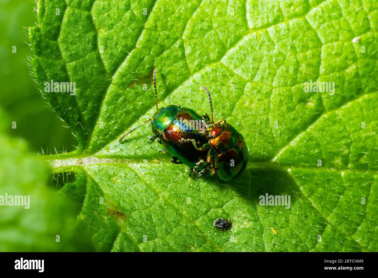 due coleotteri a foglia lucida con colori arcobaleno durante l'accoppiamento degli insetti, crisolina fastuosa. Foto Stock