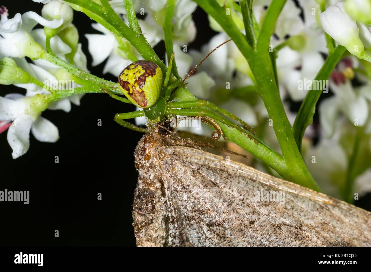 Goldenrod Crab Spider Misumena vatia su un fiore. Primo piano del ragno di granchio di fiore giallo Misumena vatia. Misumena vatia è una specie di ragno di granchio Foto Stock