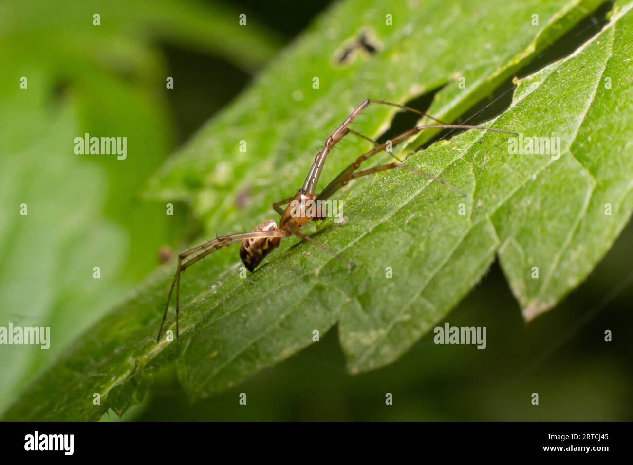 Naturale Linyphia triangularis Spider, estate soleggiata giorno ambiente naturale. Foto macro. Foto Stock