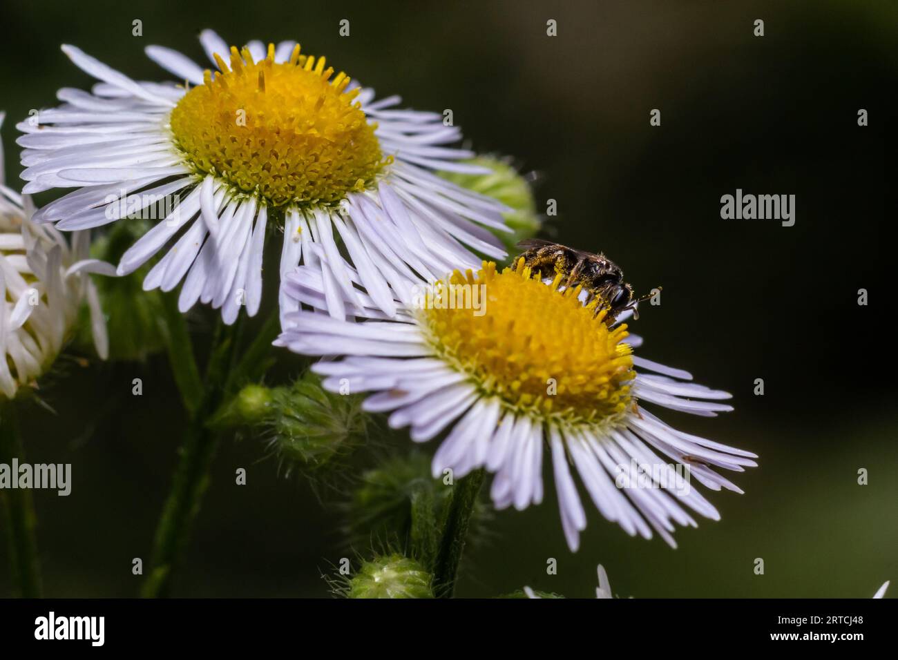 Primo piano di una piccola ape selvatica su fiore annuale di Fleabane Erigeron annuus. Foto Stock