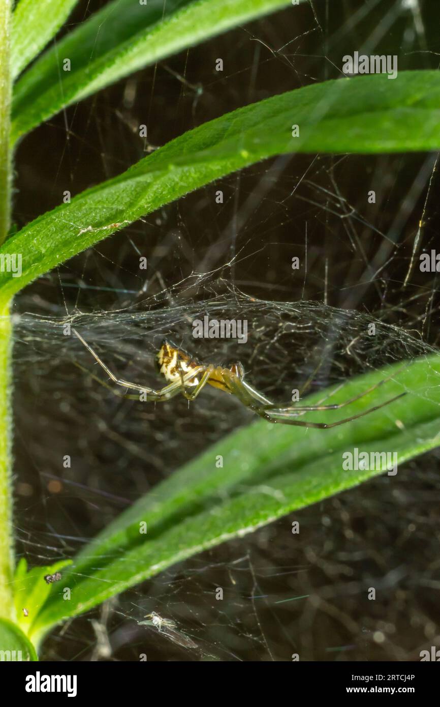 Naturale Linyphia triangularis Spider, estate soleggiata giorno ambiente naturale. Foto macro. Foto Stock