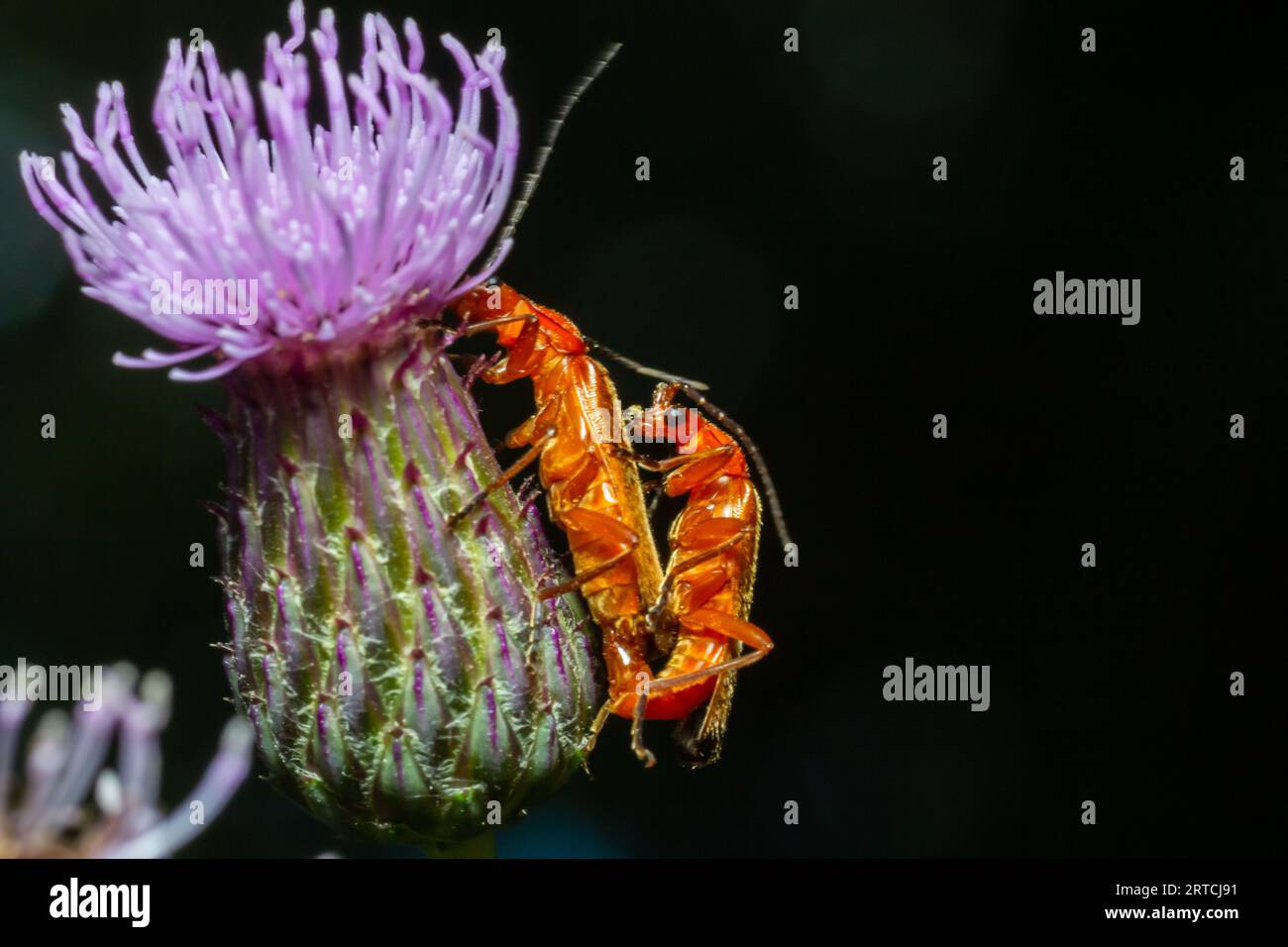 Il soldato rosso comune coleotteri sul fiore viola fiorente del thistle di lancia Cirsium vulgare primo piano di Rhagonycha fulva riproducendo durante la primavera. Foto Stock
