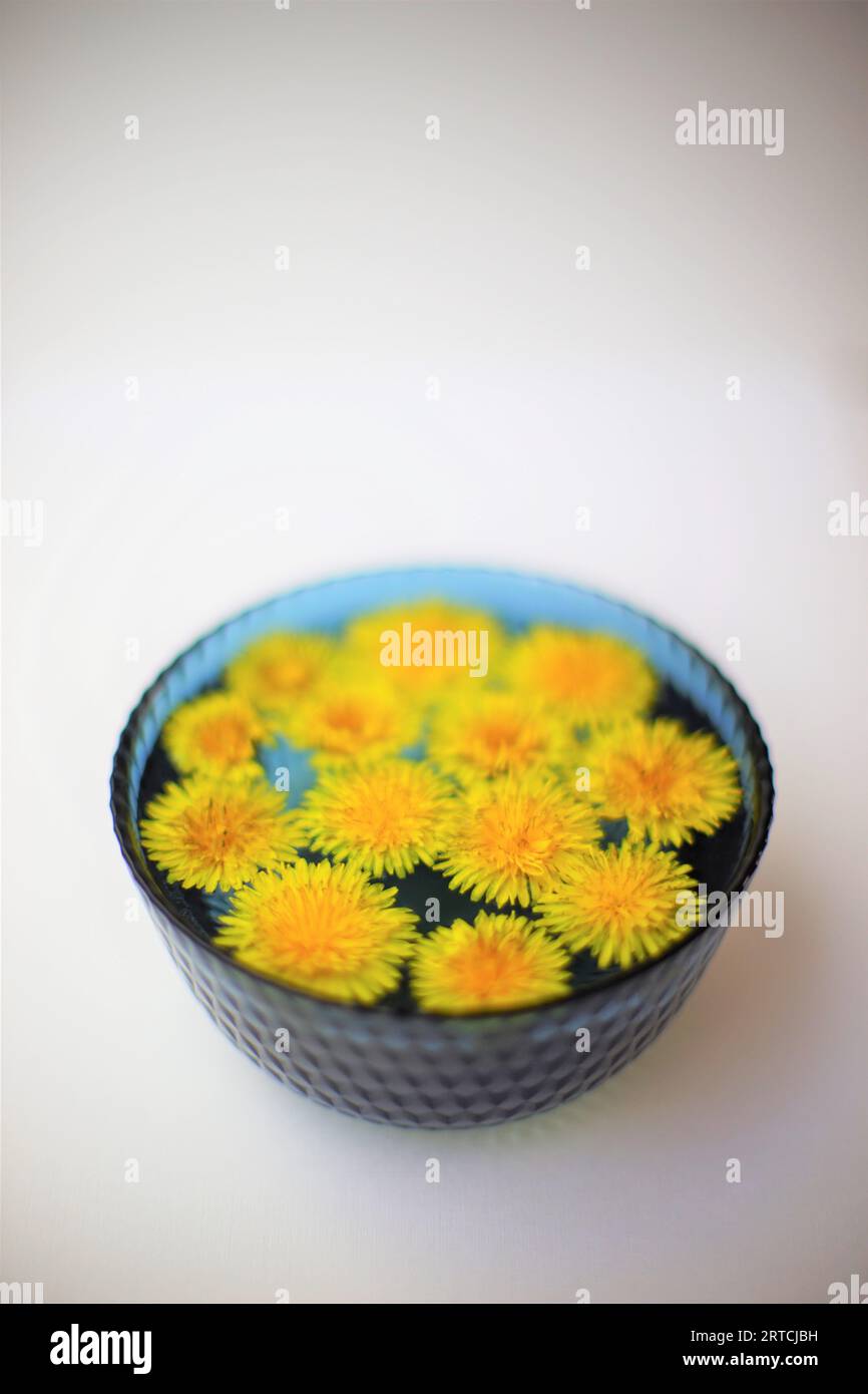 Fiori di dandelone gialli in una ciotola di vetro blu su un tavolo bianco. Foto Stock