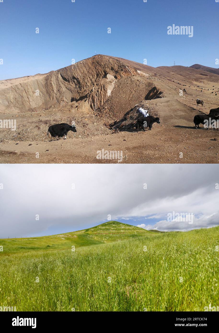 (230912) -- CHENGDU, 12 settembre 2023 (Xinhua) -- questa foto combinata mostra un'area prima del restauro (sopra, scattata l'8 marzo 2023) e dopo il restauro (sotto, foto scattata dal fotografo Xinhua Wang Xi il 23 agosto 2023) nel villaggio Gaerma di Tangke Town nella contea di Ruoergai, nella provincia del Sichuan della Cina sud-occidentale. L'erba germoglia dalla superficie coperta da coperte fatte da gusci di cocco nell'area delle miniere abbandonate nella contea di Ruoergai della prefettura di Aba, dove prima erano esposti i fondali. Le coperte realizzate in gusci di cocco hanno una struttura compatta e una forte resistenza alla corrosione. Possono effe Foto Stock
