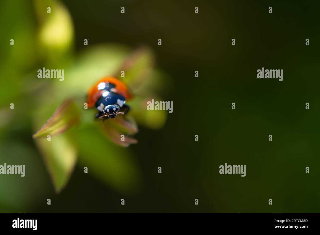 Ladybug strisciava su una foglia verde Foto Stock
