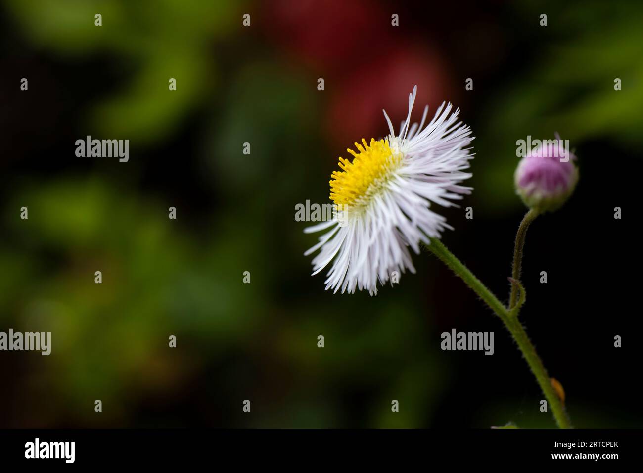 Fiore di camomilla con sfondo bokeh Foto Stock