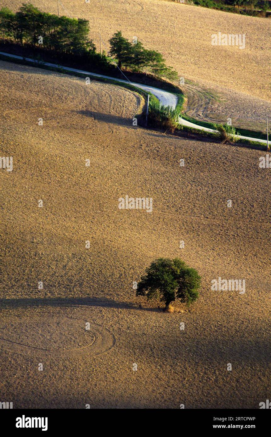 una quercia solitaria in un campo arato Foto Stock