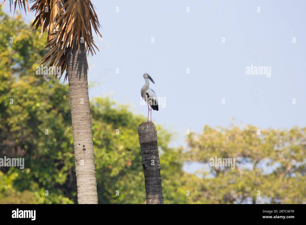 Cicogna asiatica appollaiata su un albero Foto Stock