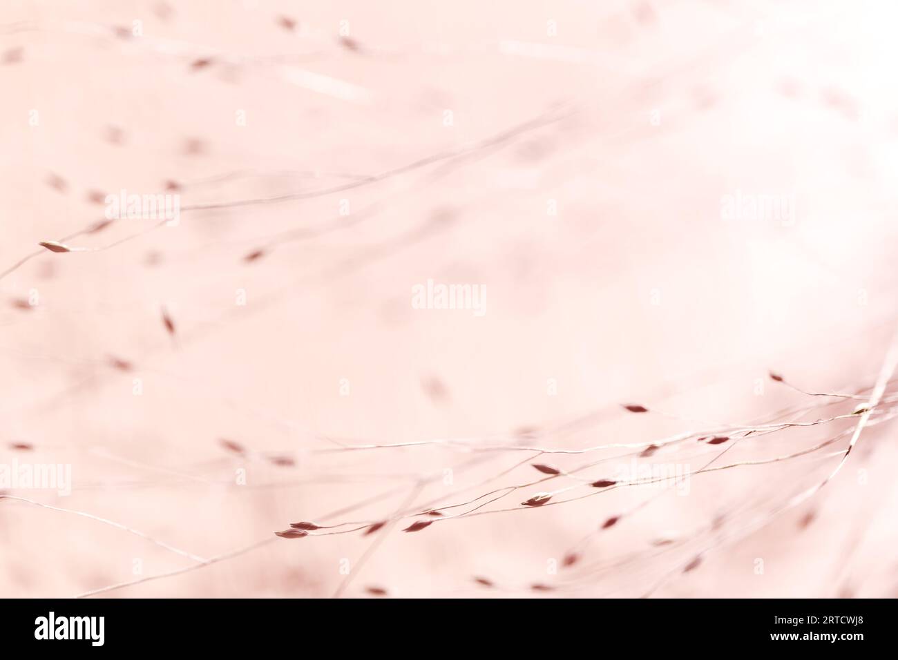 Sfondo pastello sfocato con erba. Sfondo natura concetto di colore astratto. Spazio di copia per sovrapposizione di testo Foto Stock