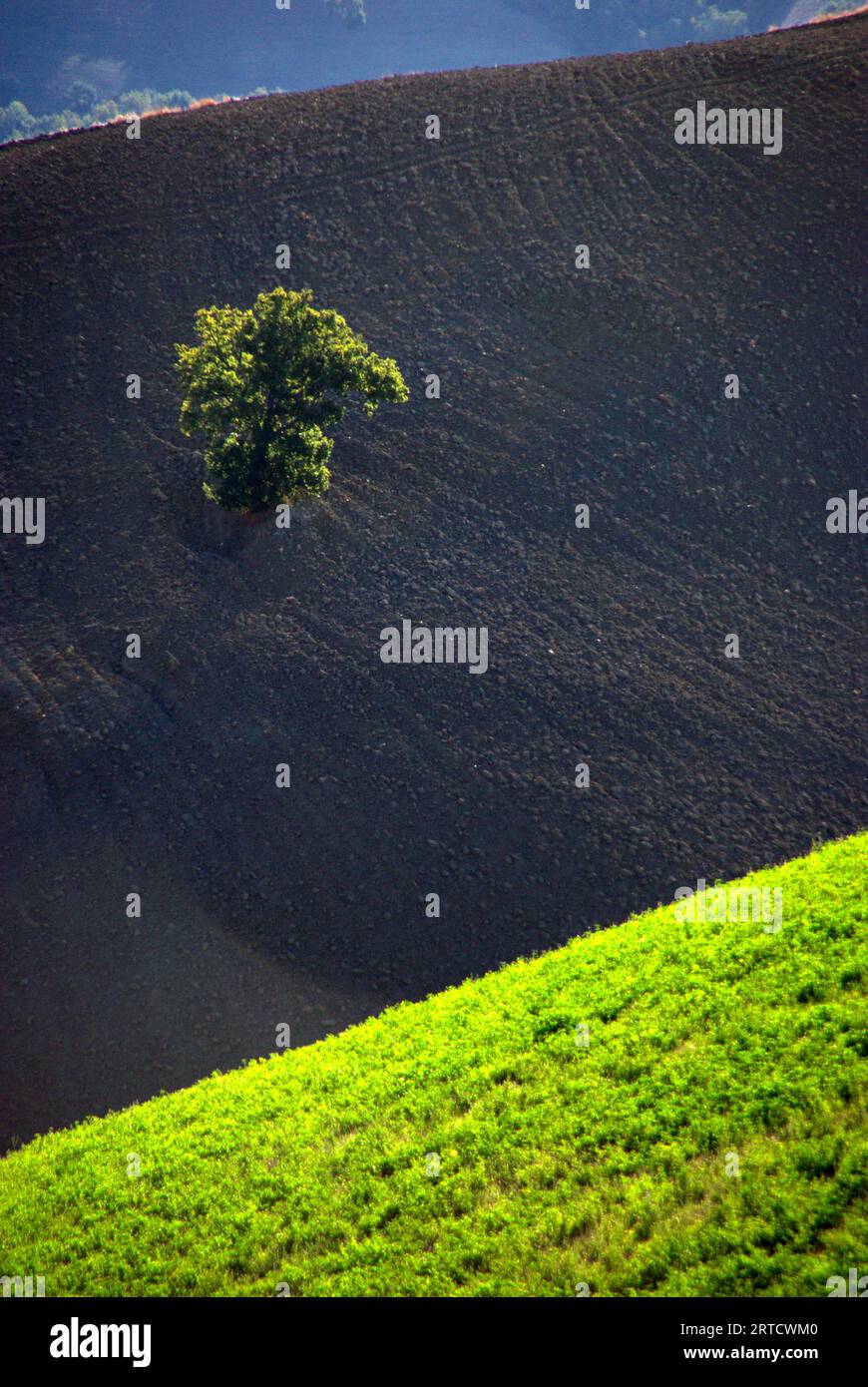 quercia solitaria in un campo arato Foto Stock