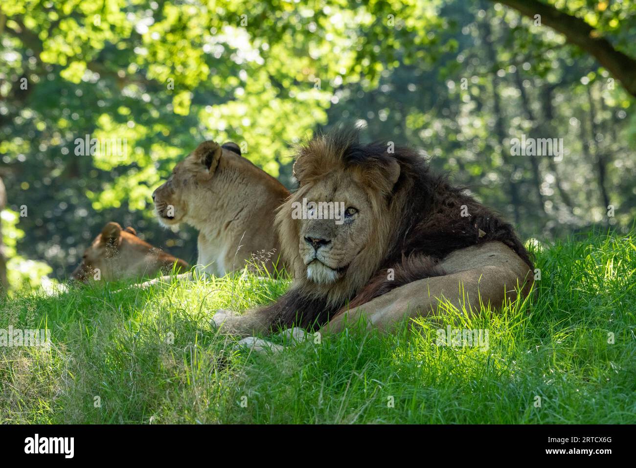Leoni africani, Knowsley Safari Park, Prescot, Inghilterra, Regno Unito. Foto Stock