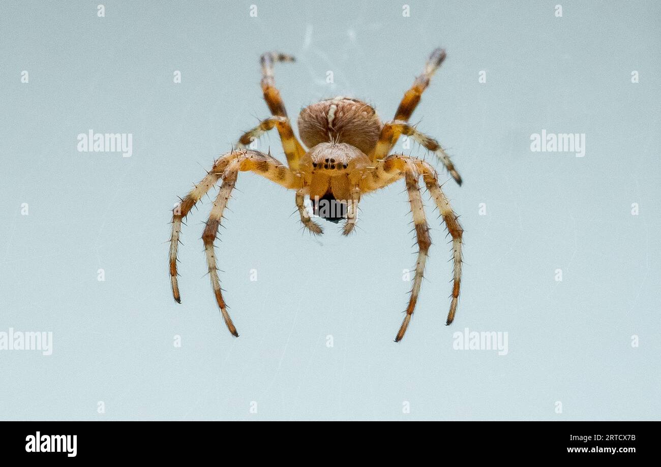 Ragno da giardino europeo o ragno per tessitori incrociati, Arnside, Milnthorpe, Cumbria, Regno Unito Foto Stock