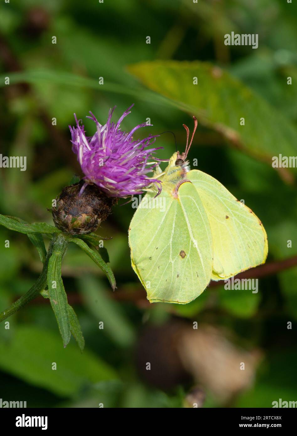 A Brimstone Butterfly, Arnside, Milnthorpe, Cumbria, Regno Unito Foto Stock