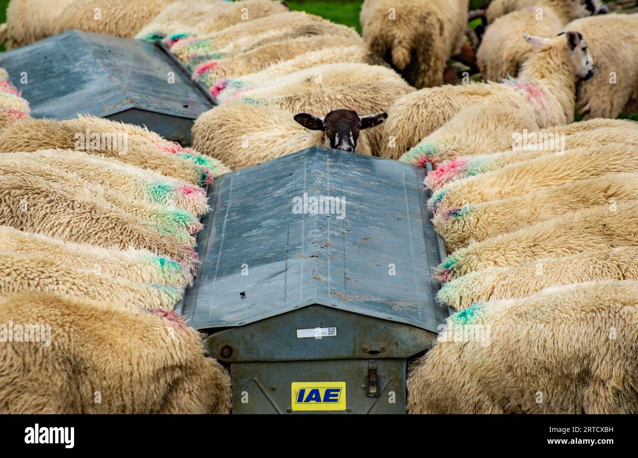 Pecore mulattiere in una mangiatoia, Dunsop Bridge, Lancashire, Regno Unito. Foto Stock