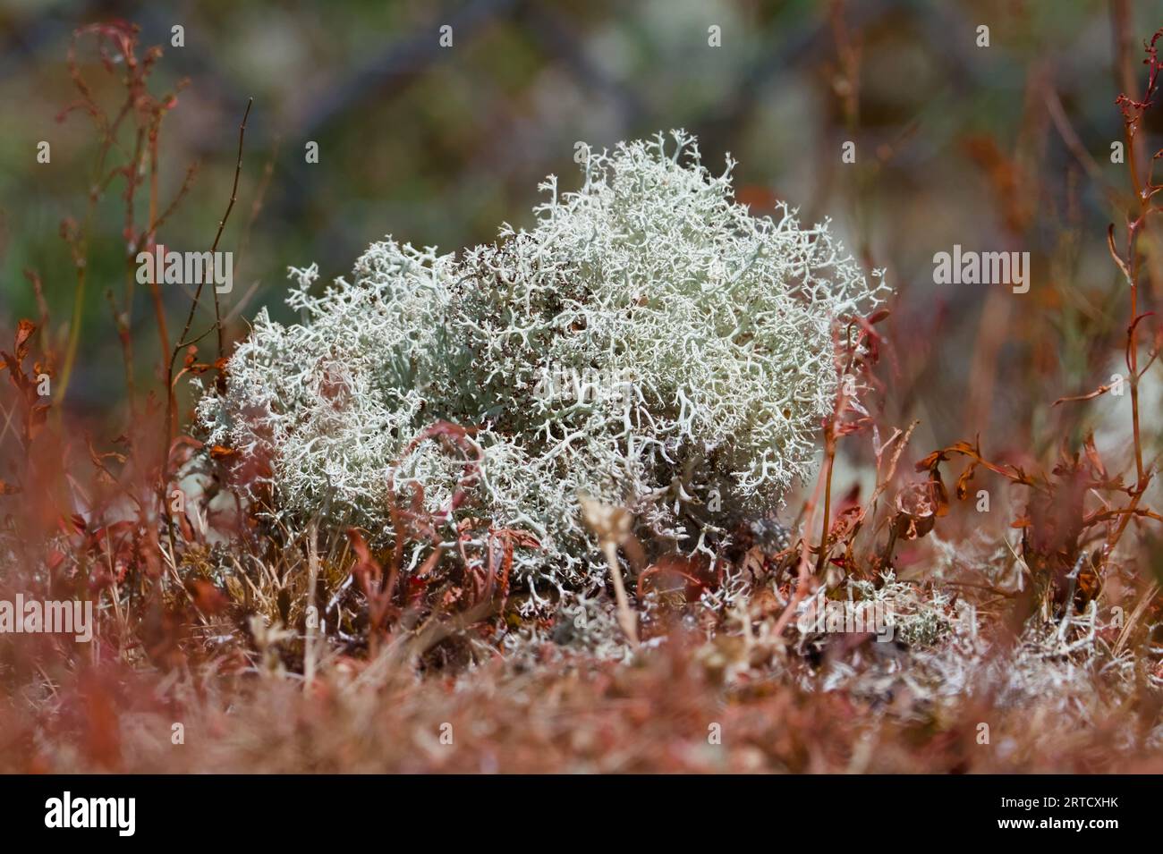 Renne Lichen, Cladonia rangiferina Growing on the Growing, New Forest, Inghilterra Regno Unito Foto Stock