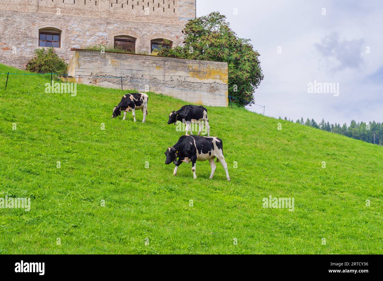 Tre mucche pascolano nel campo di meransen, in alto adige, in italia Foto Stock