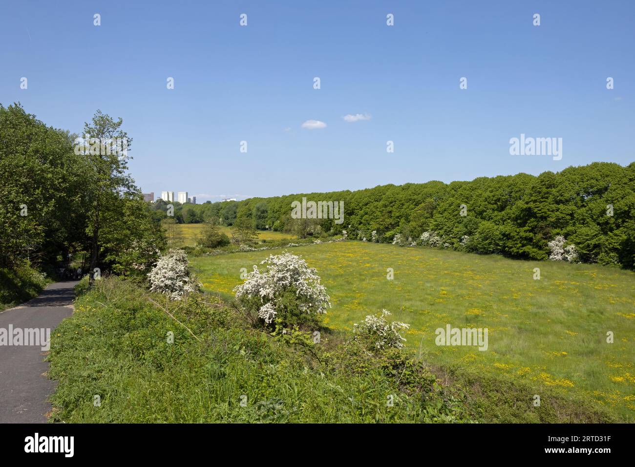 Alberi di biancospino fioriscono accanto a un vecchio tram ora sentiero pedonale che conduce dal ponte Bamber al fiume Ribble a Preston Lancashire Inghilterra Foto Stock