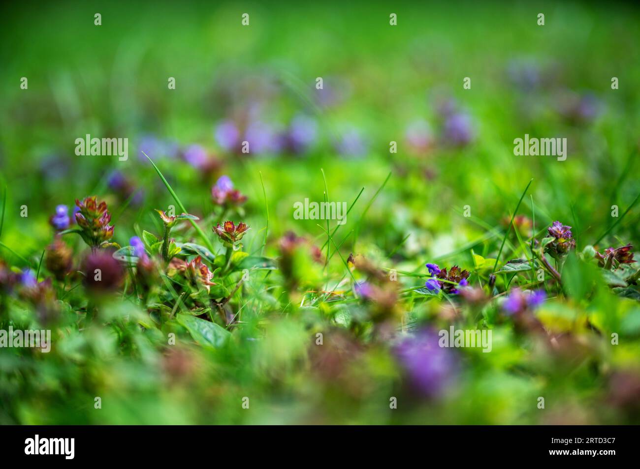 Fiore di prato viola e viola, affilato e sfocato nell'erba verde in estate. Foto Stock