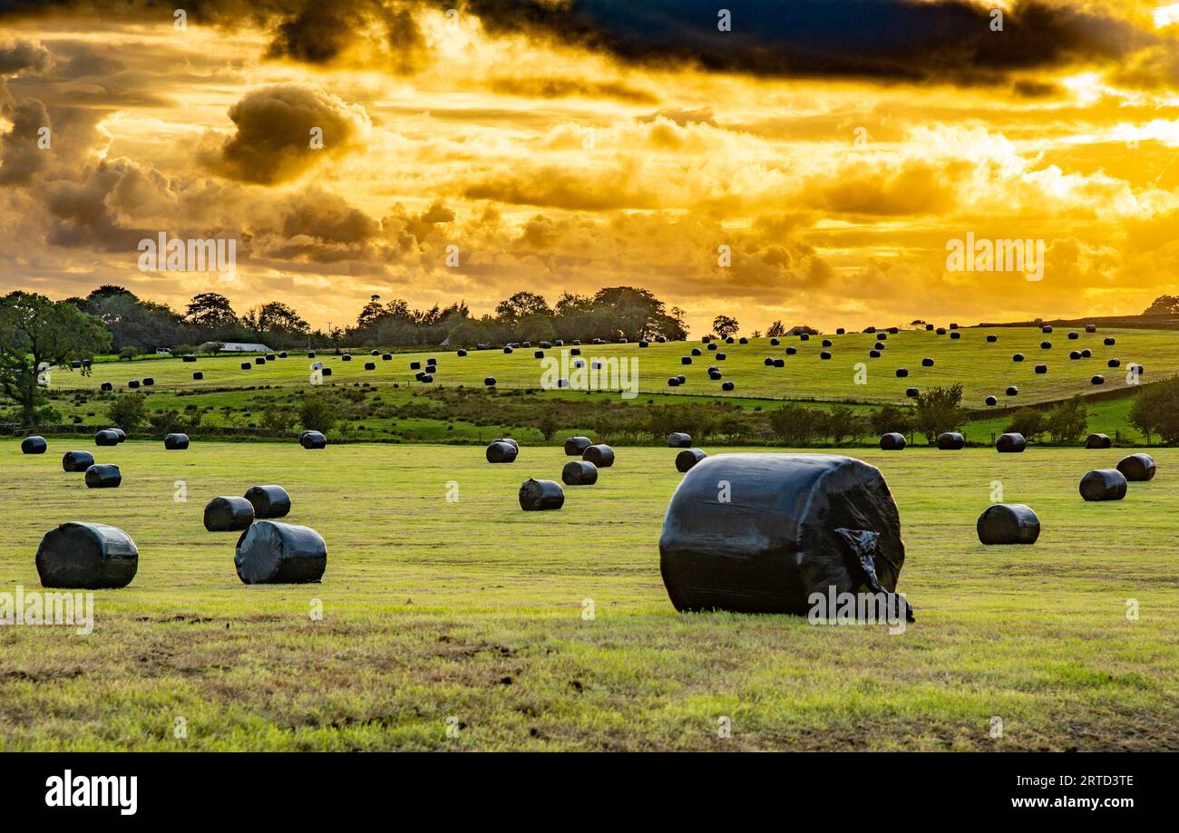 Insilato imballato grande, Chipping, Preston, Lancashire, Regno Unito Foto Stock