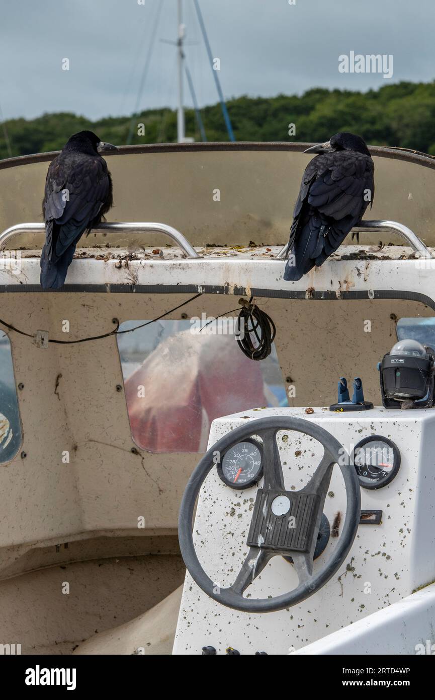 due corvi seduti dietro il parabrezza di un vecchio motoscafo sopra il volante e controllano in una posa umoristica al riparo dal vento. Foto Stock