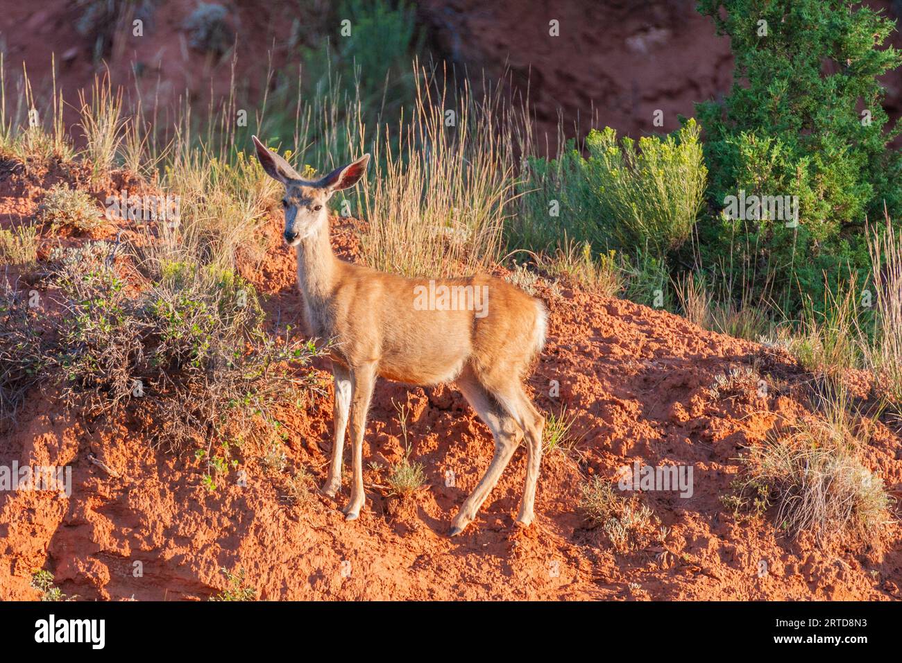 Mule Deer, Odocoileus hemionus in mattina presto luce in Devil's Tower National Monument in Wyoming. Foto Stock